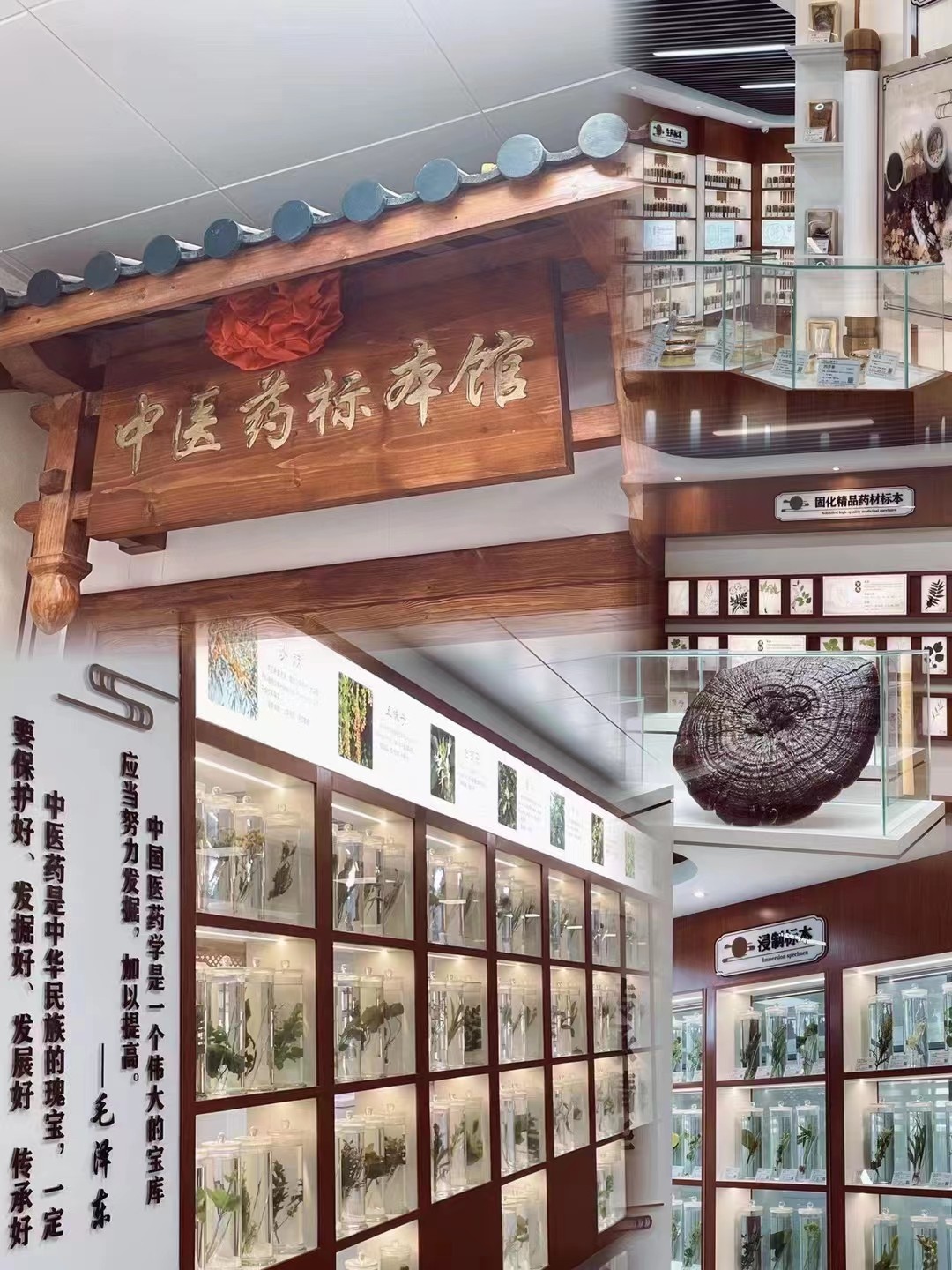 中医药标本馆.jpg